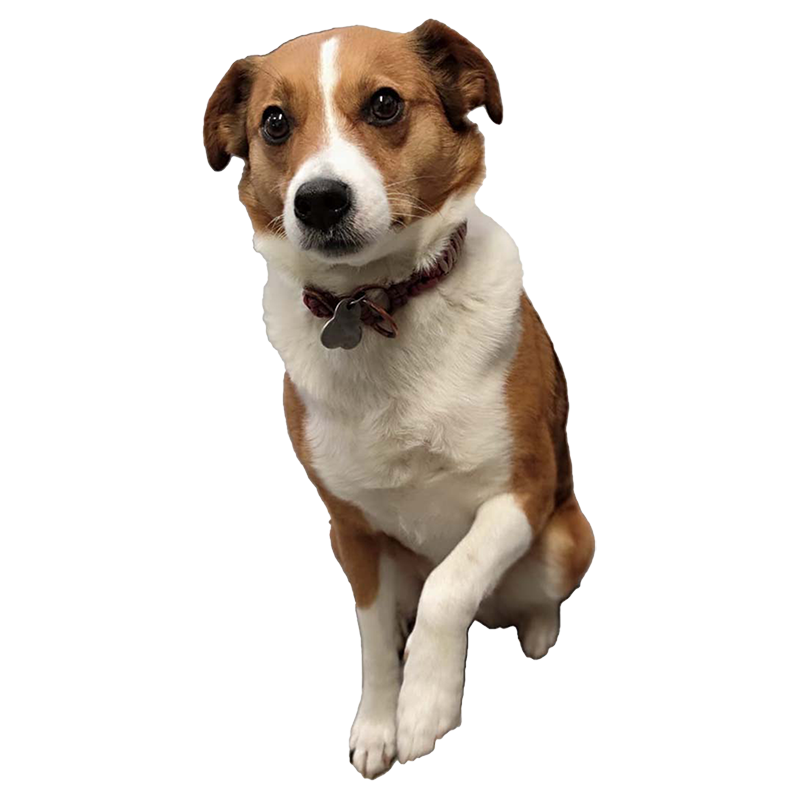 Ella der Firmenhund